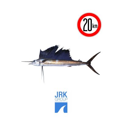 Sail Fish "තලපත් මාළු"